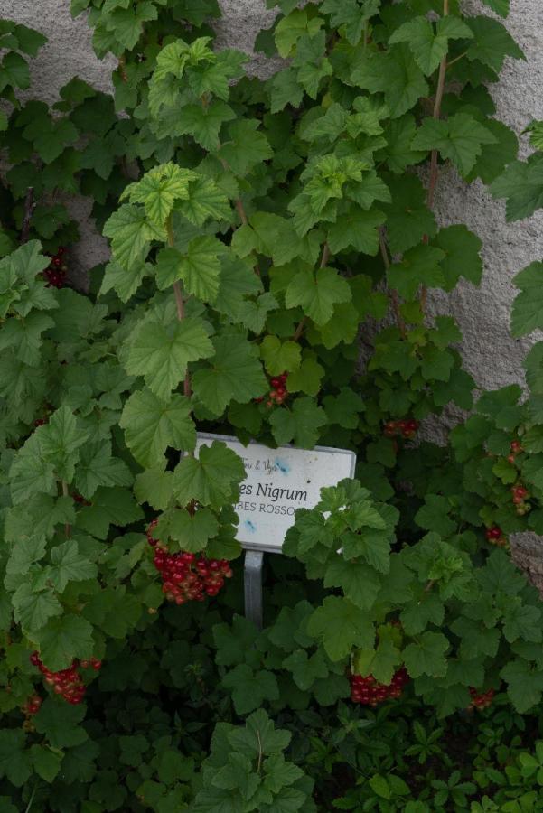 Fiori&Vigne Di Cecilia Marcon Villa Farra di Soligo Kültér fotó